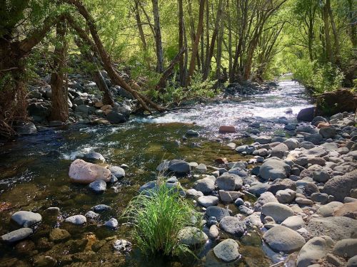 A serene stream flows through a rocky landscape, surrounded by lush green trees and vibrant foliage.