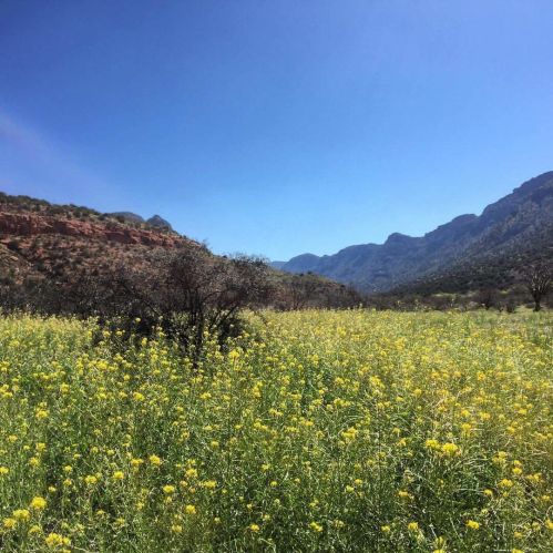 A vibrant field of yellow wildflowers stretches across a valley, framed by mountains under a clear blue sky.