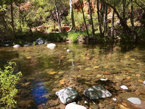 A serene stream flows through a forest, with clear water revealing colorful stones beneath the surface.