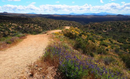 A winding dirt path through a desert landscape, surrounded by green shrubs and purple wildflowers under a blue sky.