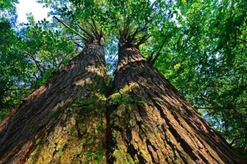 View looking up at two tall trees with lush green leaves and textured bark, surrounded by vibrant foliage.