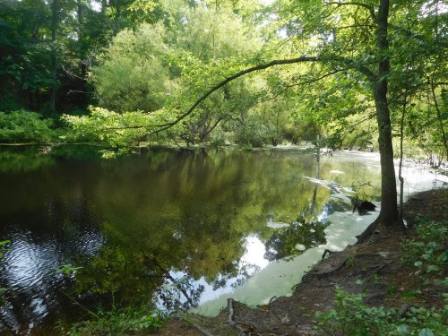 A serene pond surrounded by lush greenery and trees, reflecting the vibrant colors of nature.