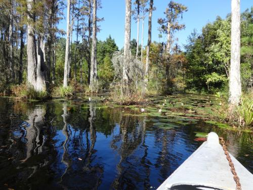 A serene waterway surrounded by cypress trees and lily pads, reflecting the blue sky and greenery.