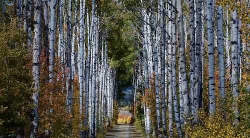 A serene pathway lined with tall, white-barked trees and colorful autumn foliage on either side.