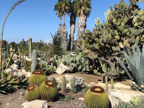 A desert garden featuring various cacti, palm trees, and rocky landscaping under a clear blue sky.
