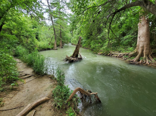 A serene river flows through a lush green forest, with trees lining the banks and a small island in the water.