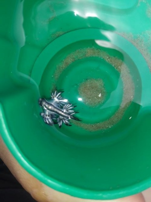 A small, silver-colored axolotl resting in the bottom of a green cup with some sand.