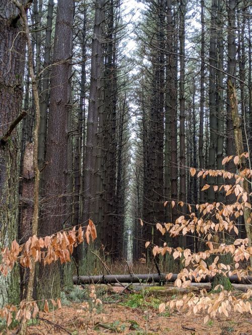 A narrow path through tall, dark trees in a forest, with some brown leaves in the foreground.