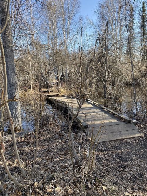 A wooden path leads through a marshy area, surrounded by bare trees and water under a clear blue sky.
