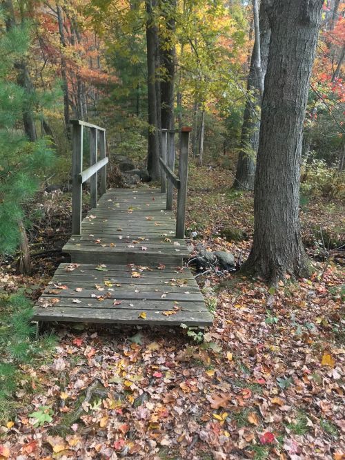 A wooden bridge surrounded by colorful autumn foliage and fallen leaves in a serene forest setting.
