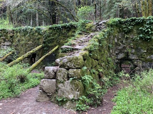 Overgrown stone ruins with moss and ferns, surrounded by lush greenery in a forested area.