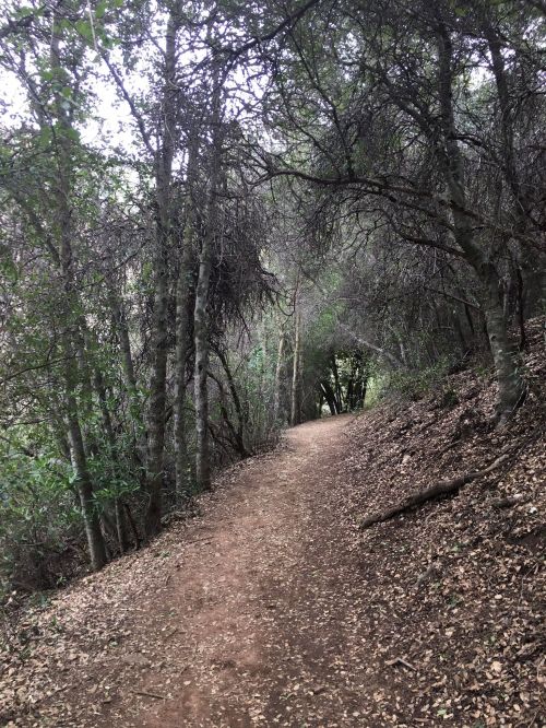 A winding dirt path through a dense forest with trees and scattered leaves on the ground.