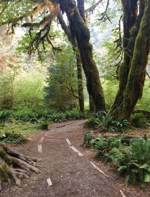 A winding dirt path through a lush green forest with tall trees and ferns.