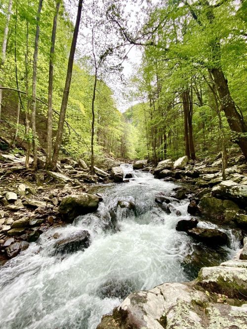 A serene river flows through a lush green forest, surrounded by rocks and trees under a cloudy sky.