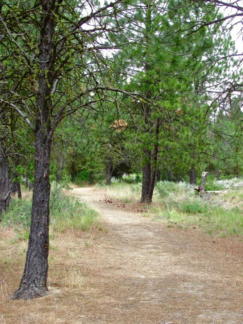 A winding dirt path through a forest of tall pine trees and grassy undergrowth.