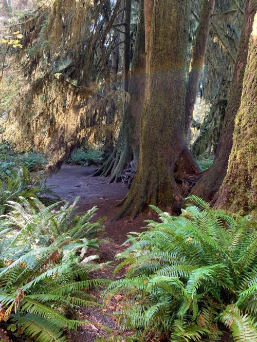 A serene forest scene with tall trees and lush ferns, featuring a hint of a rainbow in the background.