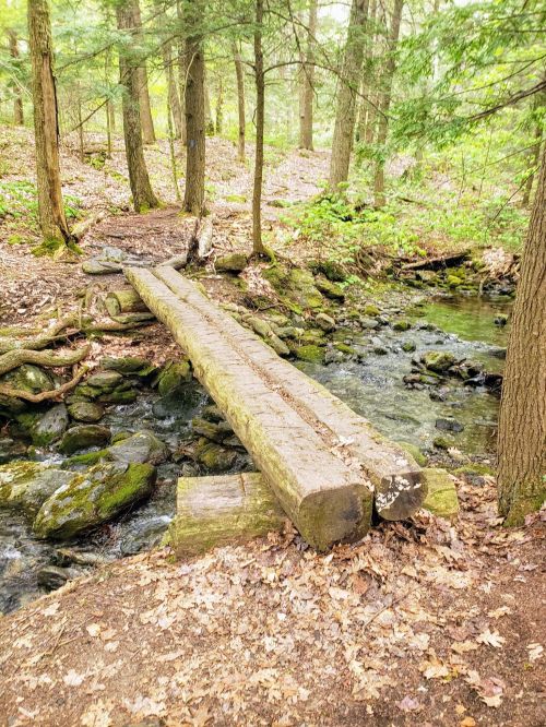 A wooden bridge spans a small stream in a lush, green forest with trees and rocks surrounding the area.