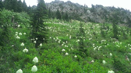 A lush hillside covered in clusters of white flowers, surrounded by green foliage and rocky mountains in the background.