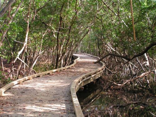 A winding wooden boardwalk through a lush mangrove forest, surrounded by greenery and calm water.