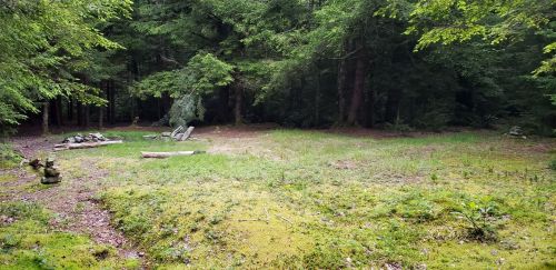 A serene forest clearing with mossy ground, surrounded by trees, featuring a stone fire pit and scattered logs.
