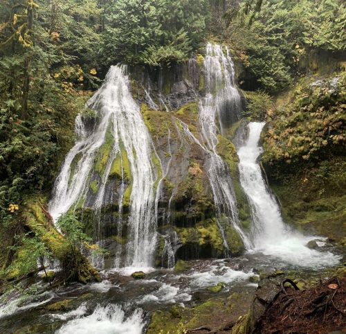 A serene waterfall cascades over moss-covered rocks, surrounded by lush green trees in a tranquil forest setting.