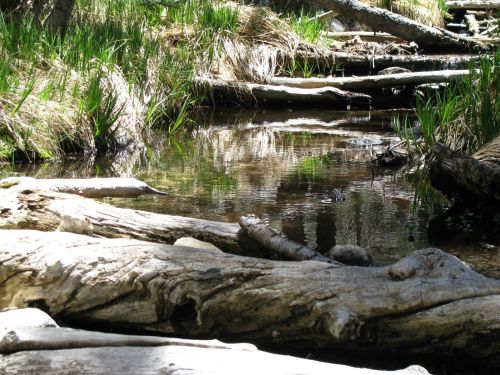 A serene forest scene with a shallow stream reflecting trees and logs, surrounded by green grass and foliage.