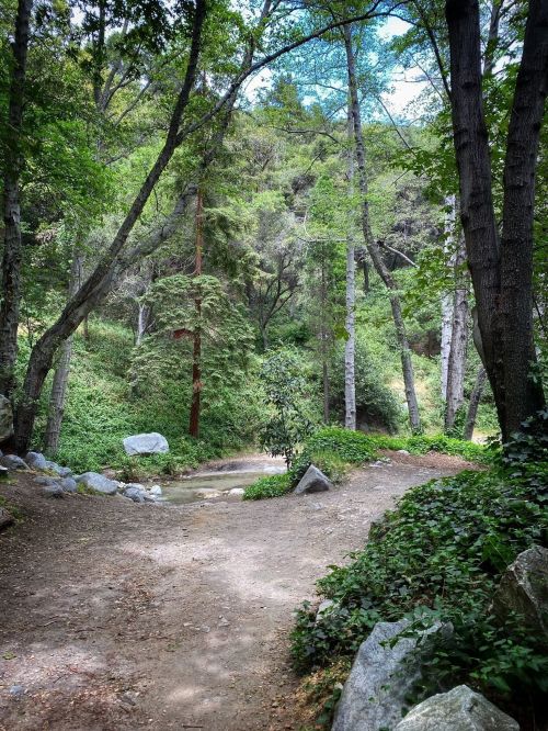 A winding dirt path through a lush green forest with tall trees and scattered rocks.