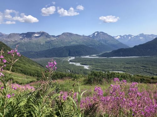 A scenic view of mountains and a river, framed by vibrant purple wildflowers under a clear blue sky.