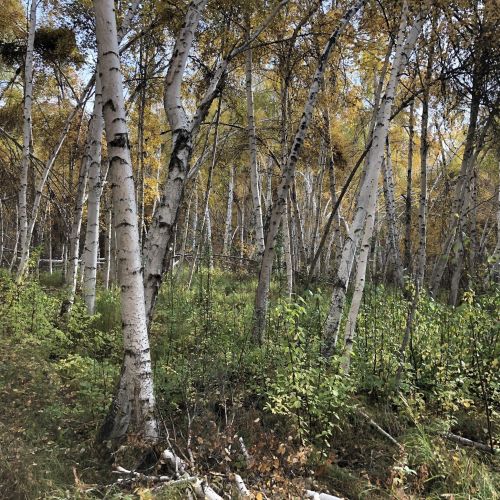 A serene forest scene with tall birch trees and vibrant autumn foliage. Green underbrush peeks through the trees.
