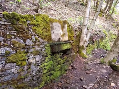 A moss-covered stone wall with a small water feature, surrounded by trees and earthy ground in a forested area.