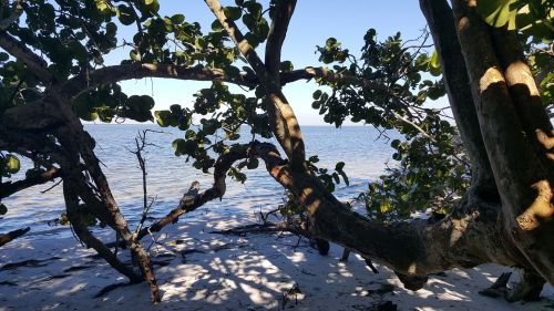 View of a serene beach through the branches of trees, with calm water and clear blue sky in the background.