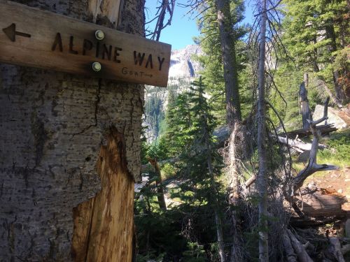Wooden signpost reading "Alpine Way" in a lush forest with tall trees and rocky mountains in the background.