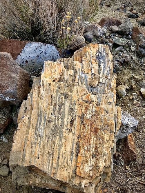 A large, textured piece of petrified wood surrounded by rocks and sparse vegetation in a natural setting.