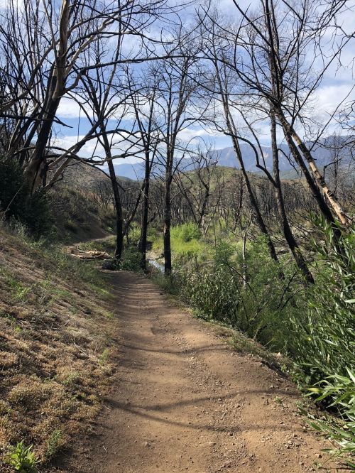 A dirt path winds through a landscape with charred trees and green vegetation, under a partly cloudy sky.