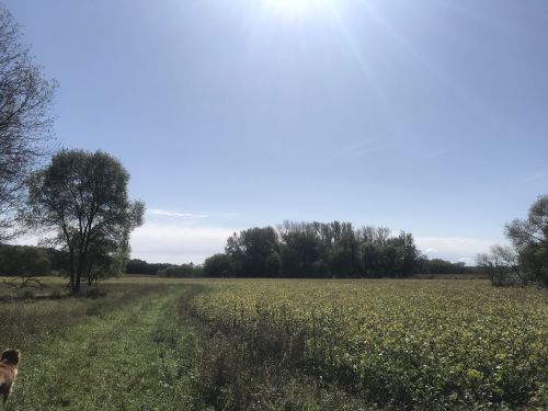 A sunny landscape featuring a grassy path, trees, and a field under a clear blue sky.