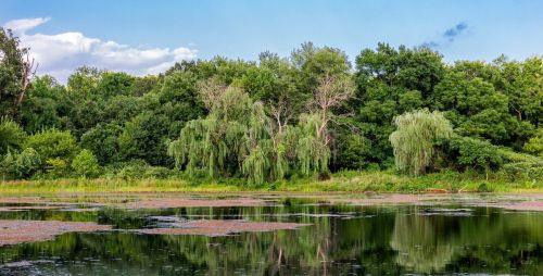 A serene lake reflects lush green trees and a blue sky, with willows framing the water's edge.