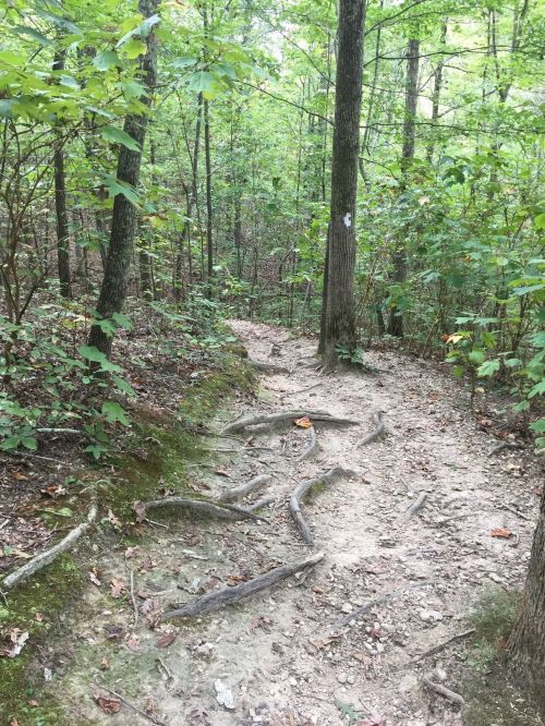 A winding dirt path through a lush green forest, surrounded by trees and roots.