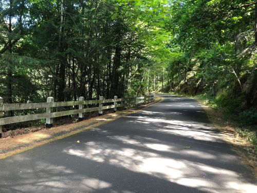 A winding road surrounded by lush green trees and a wooden fence, dappled sunlight filtering through the leaves.