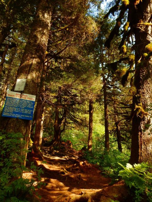 A forest trail surrounded by tall trees, with a sign warning about backcountry use. Sunlight filters through the leaves.