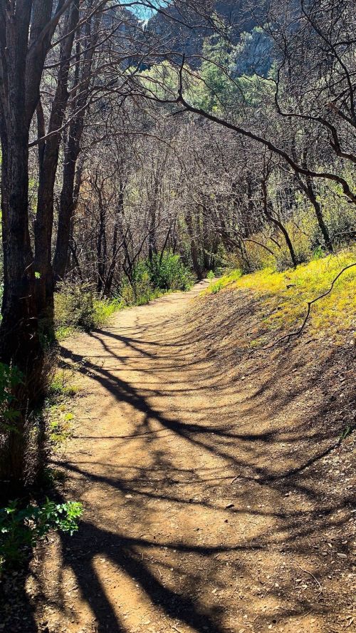 A winding dirt path through a forest, with shadows from trees and patches of green foliage along the sides.