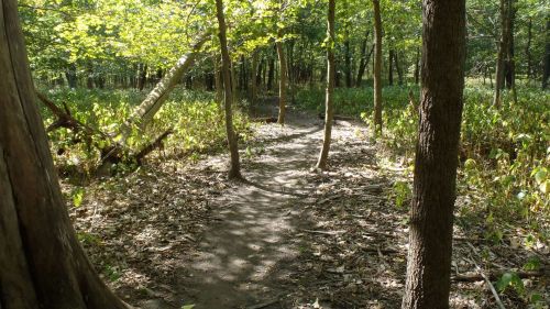 A winding dirt path through a sunlit forest, surrounded by trees and greenery.