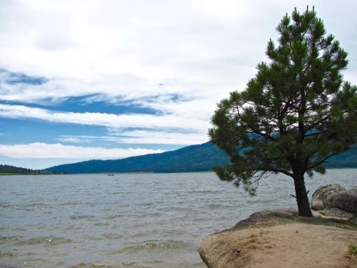 A serene lakeside scene with a lone pine tree, gentle waves, and mountains under a cloudy sky.