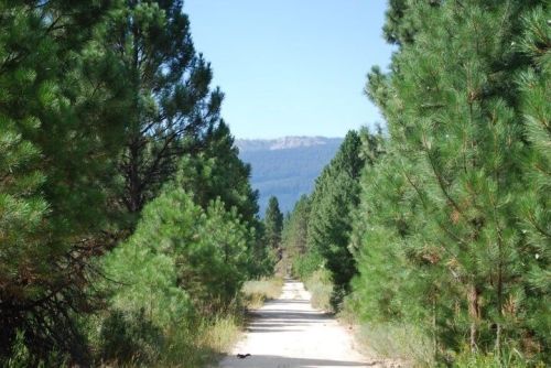 A dirt path surrounded by tall pine trees, leading towards distant mountains under a clear blue sky.