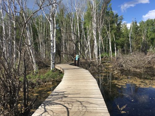 A wooden boardwalk winds through a lush, green wetland with birch trees and water on either side.