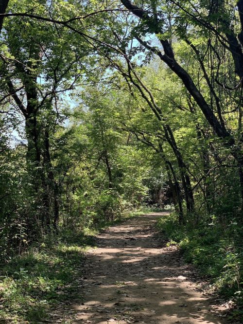A dirt path winding through a lush, green forest with trees arching overhead.