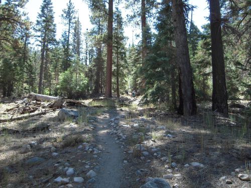 A narrow dirt path winds through a forest of tall trees and scattered rocks, with sunlight filtering through the leaves.