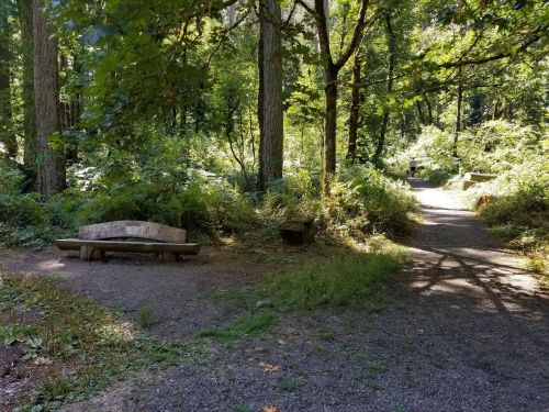 A serene forest path with a wooden bench surrounded by lush greenery and dappled sunlight.