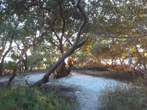 A serene sandy area surrounded by trees, with soft sunlight filtering through the leaves.