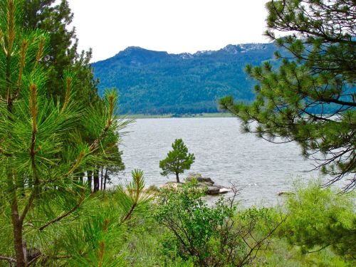 A serene lake surrounded by green trees and mountains in the background, with a lone tree on a small island.