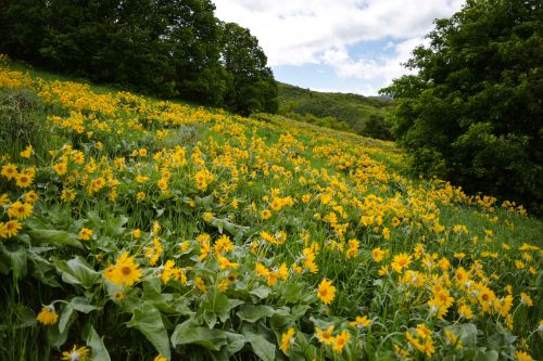 A vibrant field of yellow flowers surrounded by lush green trees under a partly cloudy sky.